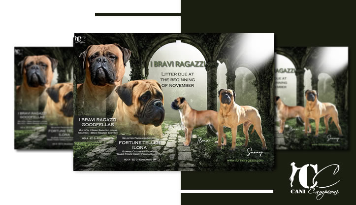 Allevamento I Bravi Ragazzi Bullmastiff